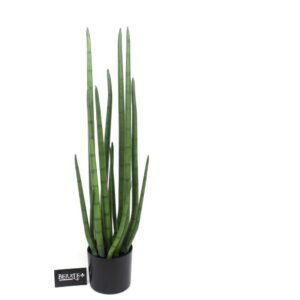 סנסיווריה גלילית