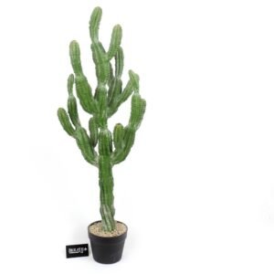 סגווארו גדול