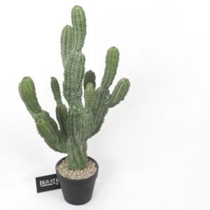 סגווארו קטן