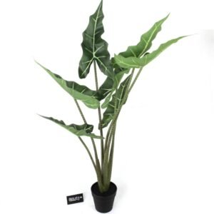 אלוקסיה גבוהה