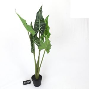 אלוקסיה נמוכה