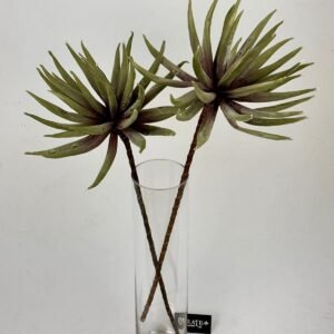 סט ענפי אגבה Desert Spire